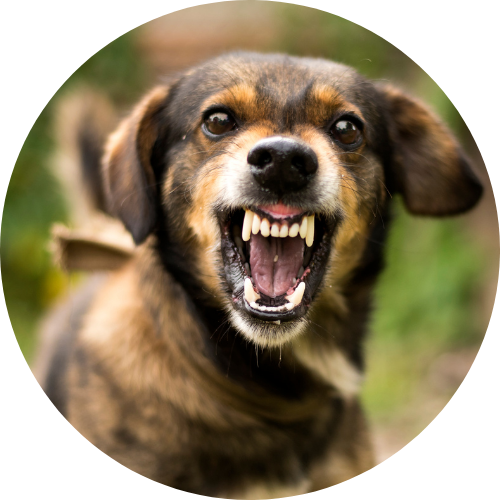 a little dog showing teeth, Lithonia Dog Bite Lawyers