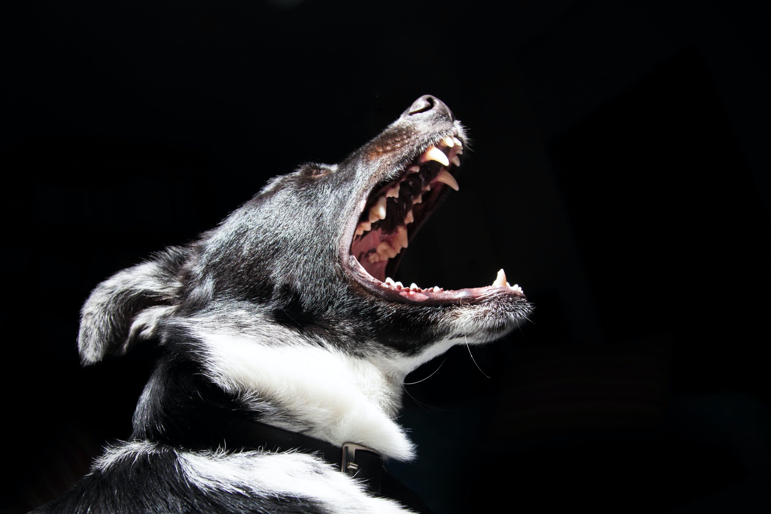 dog with mouth open showing teeth