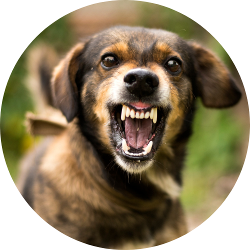 Lawyers in Rockdale, GA-a little dog showing teeth 