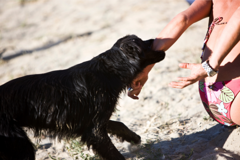 Dog bite negligence