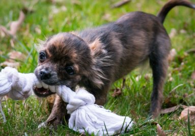 humorous dog biting rope